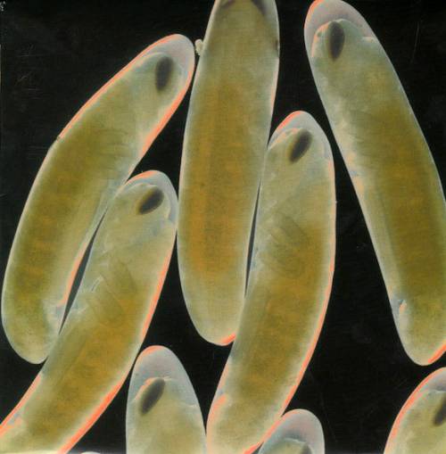 The Locust : Flight of the Wounded Locust